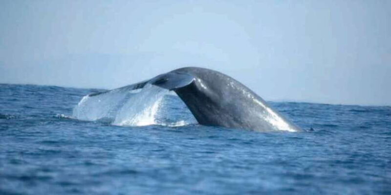 Mirissa: Whale Watching Tour - An Honest Look at Mirissa’s Whale Watching Experience