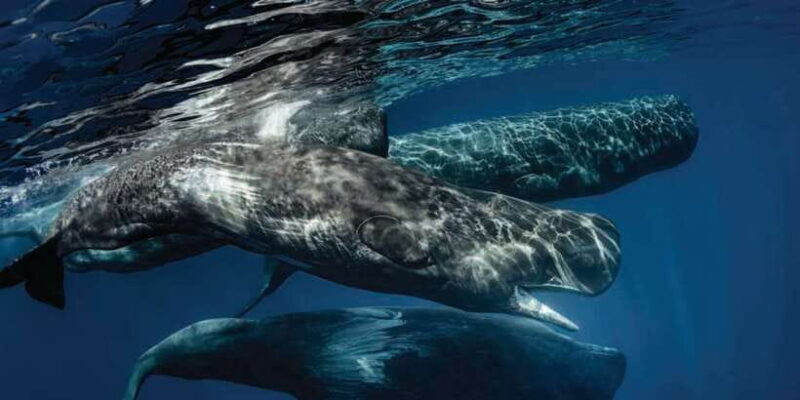 Mirissa: Whale Watching Tour - Reflecting on the Pros and Cons