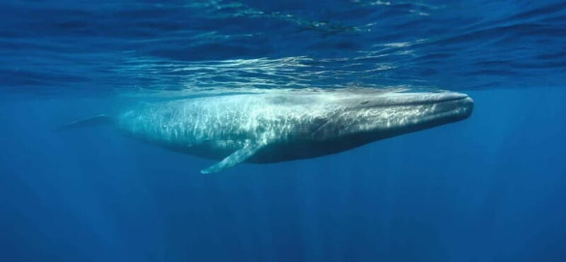 Mirissa Whale Watching-Yala Safari & Galle Fort Night Escape - Why This Tour Offers Real Value