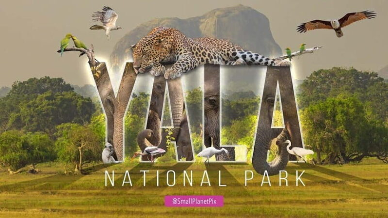 Mirissa Whale Watching-Yala Safari & Galle Fort Night Escape - FAQs