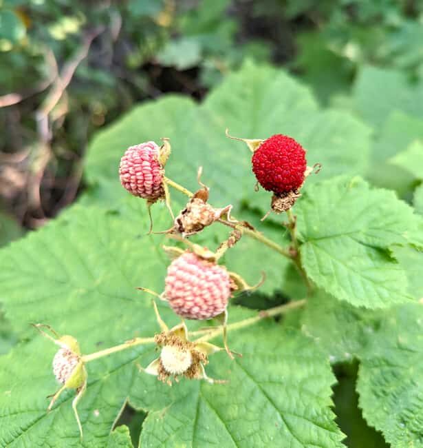 Missoula: Camas Lake Float and Hike - FAQ