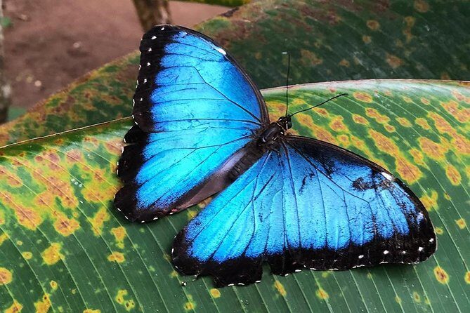 Mistico Arenal Hanging Bridges - Key Points