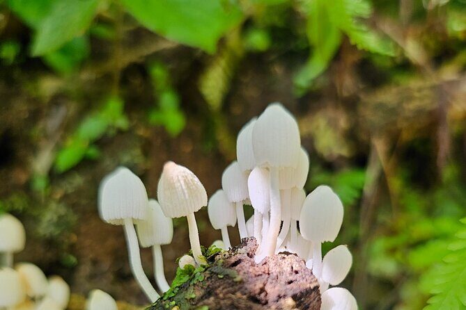 Mistico Hanging Bridges With Transportation and Naturalist Guide - FAQ