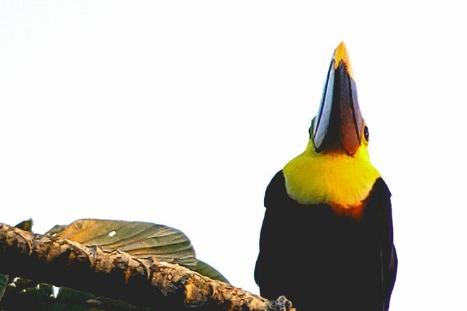 Mistico Park Arenal Hanging Bridges & Volcano Walk - Exploring Mistico Park Arenal Hanging Bridges & Volcano Walk: A Natural Treasure in La Fortuna