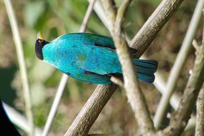 Mistico Park Arenal Hanging Bridges & Volcano Walk - Final Thoughts