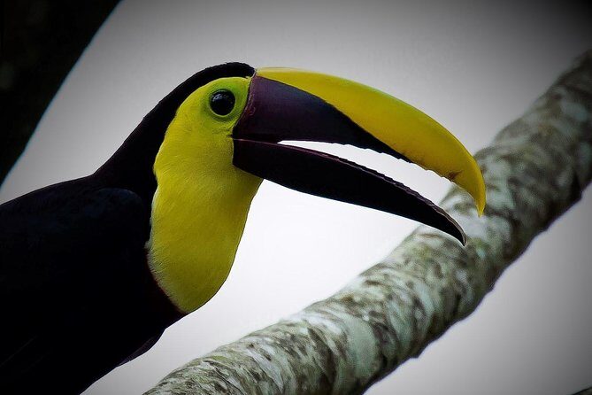 Mistico Park Hanging Bridges & La Fortuna Waterfall | Best Tours for families - A Deep Dive into the Experience