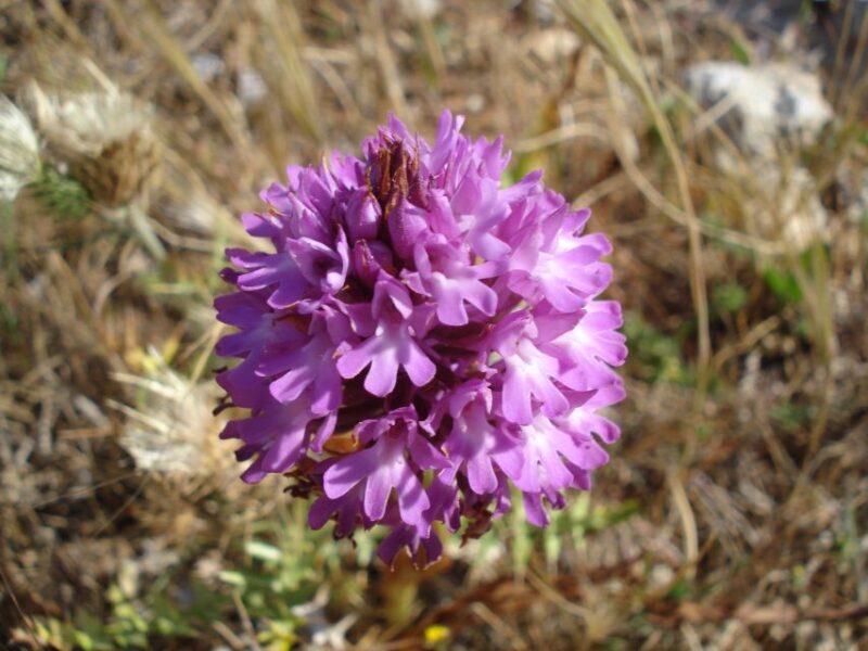Mistra Valley and Selmun Private Nature Tour with Transport - Who is This Tour Best For?