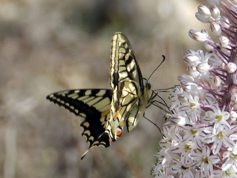 Mistra Valley and Selmun Private Nature Tour with Transport - Final Thoughts