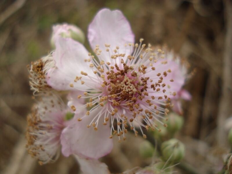 Mistra Valley and Selmun Private Nature Tour with Transport - Frequently Asked Questions