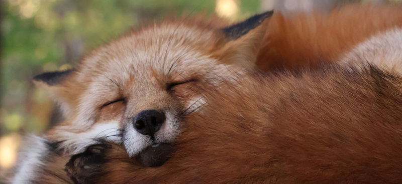 Miyagi Zao Okama Crater & Fox Village Day Trip (From Sendai) - Okama: the day’s great weather gamble