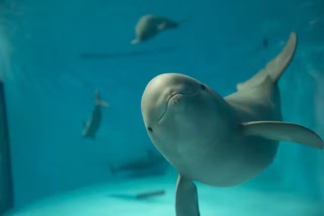 Miyajima Aquarium Ticket - At a glance