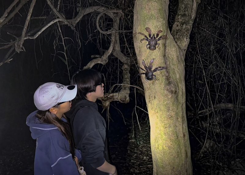 Miyako Island:Exploring the jungle under the stars and at night - Who should book this tour
