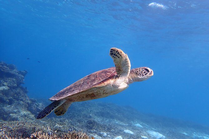 [Miyako Island / Half Day] Sea Turtle Snorkeling - Key Points