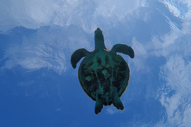 [Miyako Island / Half Day] Sea Turtle Snorkeling - Who Should Consider This Tour?