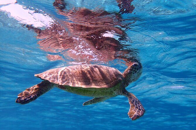 [Miyako Island / Half Day] Sea Turtle Snorkeling - FAQs