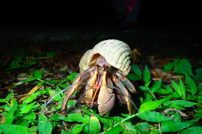 Miyako Island Jungle Night Tour and Starry Sky Viewing - Who Will Love This Tour?