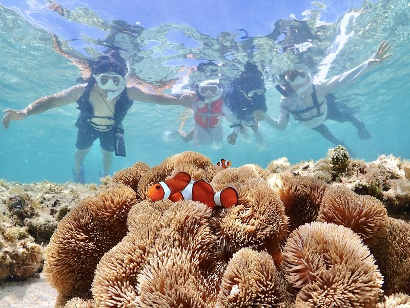 Miyako Island | Outstanding transparency! Snorkeling with sea turtles & Nemo - Beginner-friendly, with firm safety rules