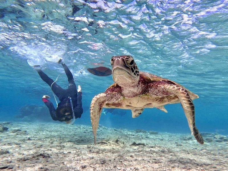 Miyako Island Sea Turtle Snorkeling & Beach SUP or Canoe 1-Day/Half-Day Experience (Okinawa) - Half-Day or Full-Day: Choose Your Pace