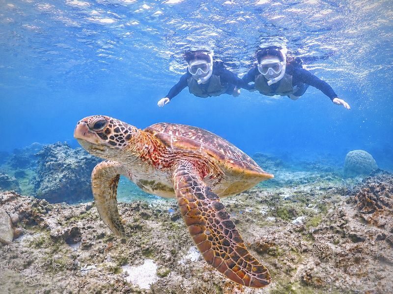 Miyako Island Sea Turtle Snorkeling Half-Day Experience (Okinawa) - The useful details at a glance