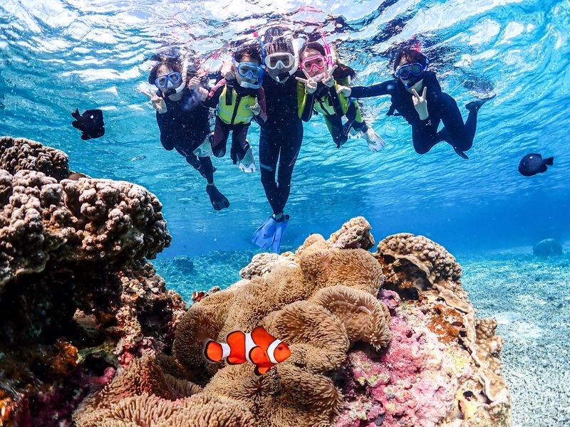 Miyako Island Sea Turtle Snorkeling Half-Day Experience (Okinawa) - What you may see beneath the surface
