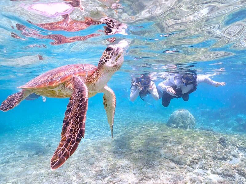 Miyako Island Sea Turtle Snorkeling Half-Day Experience (Okinawa) - The guides and the small-group feel