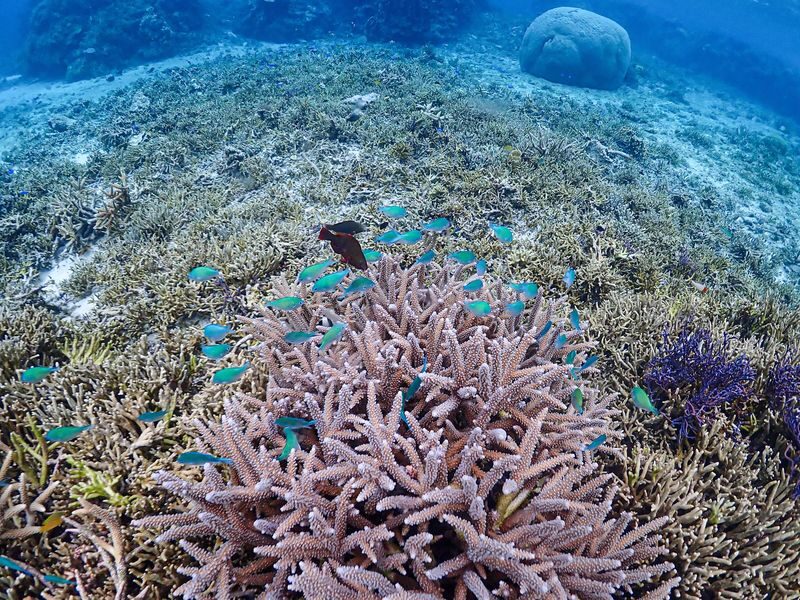 Miyako Island Sea Turtle Snorkeling Half-Day Experience (Okinawa) - Is $34.89 good value?