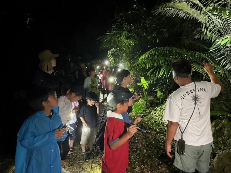 Miyako Island: Stargazing & Tropical Jungle Night Tour - Who gets the best value from the price