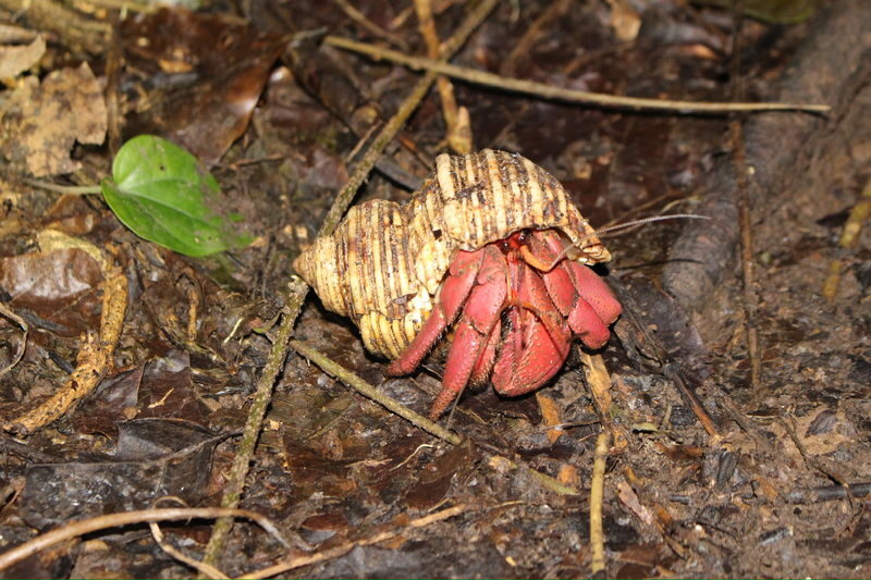 Miyako Island: Stargazing & Tropical Jungle Night Tour - Language, weather and the small details that matter
