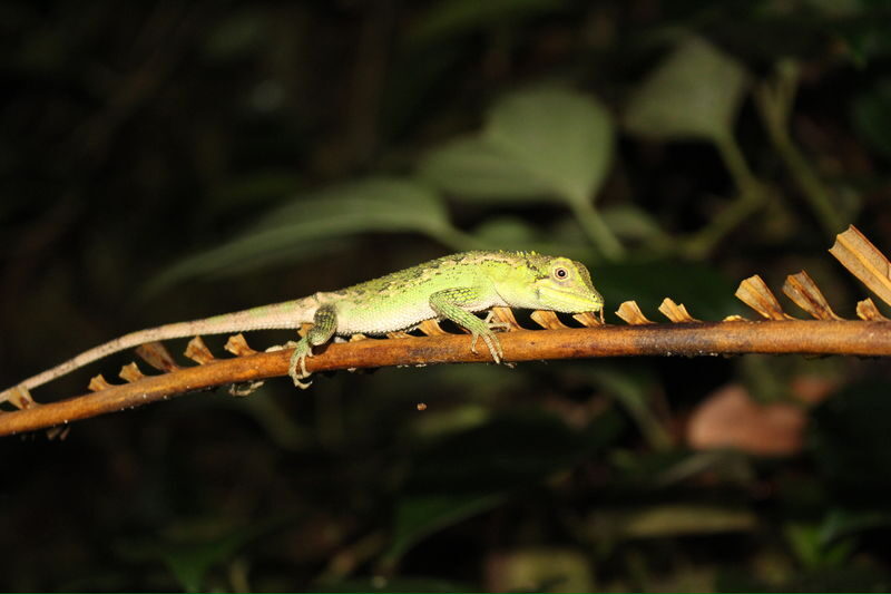 Miyako Island: Stargazing & Tropical Jungle Night Tour - Should you book this Miyakojima night tour?
