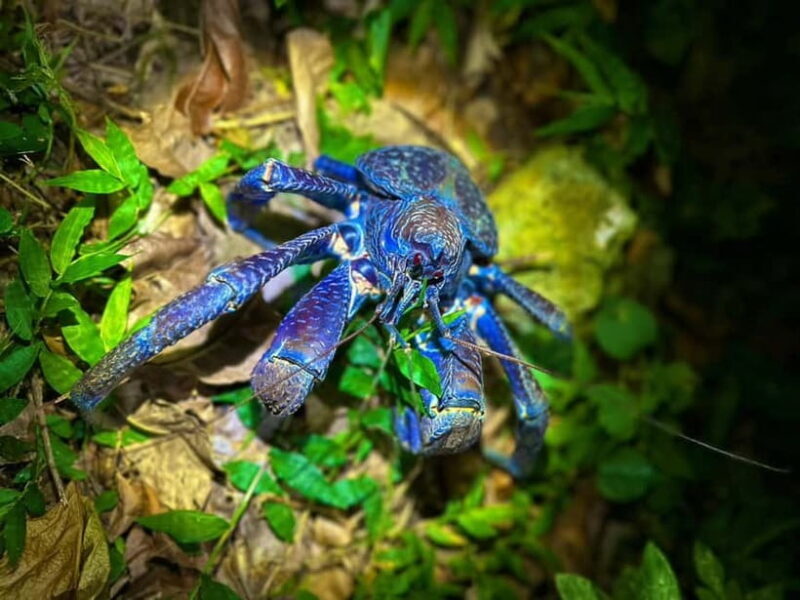 Miyako Island: Stars & Jungle Night Walking Tour - Key Points