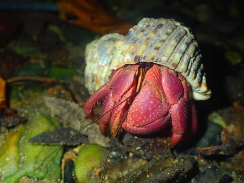 Miyako Island: Stars & Jungle Night Walking Tour - An In-Depth Look at the Miyako Island Jungle & Stars Tour