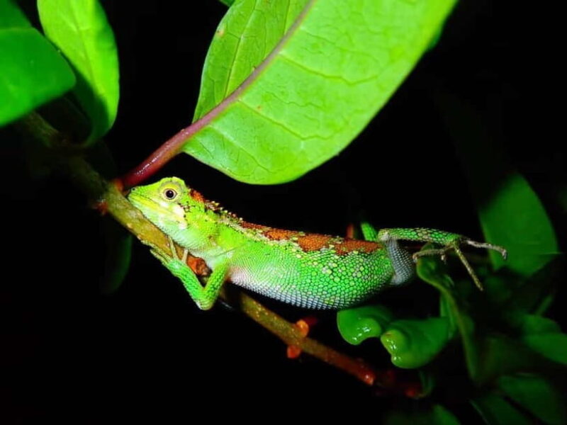 Miyako Island: Stars & Jungle Night Walking Tour - Frequently Asked Questions