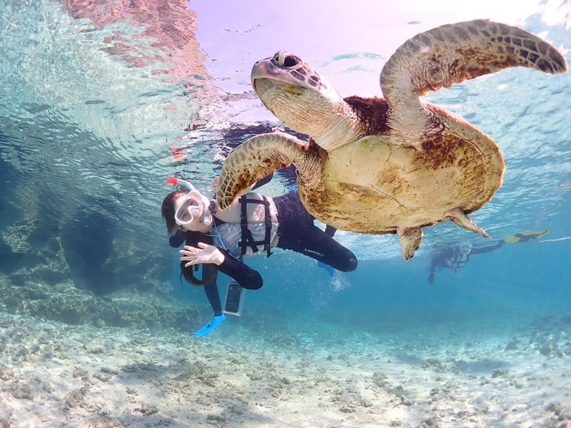 Miyakojima "100% Encounter Rate Continues" [Private Sea Turtle Snorkeling] | Beginners OK, Free Photo Data, Same-Day Booking Available, Pick-up/Drop-off Consultation Available - Getting comfortable with the mask and water