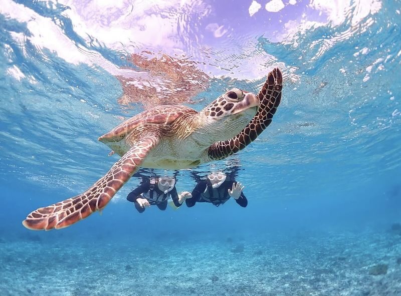Miyakojima "100% Encounter Rate Continues" [Private Sea Turtle Snorkeling] | Beginners OK, Free Photo Data, Same-Day Booking Available, Pick-up/Drop-off Consultation Available - Photos that let you stay in the moment