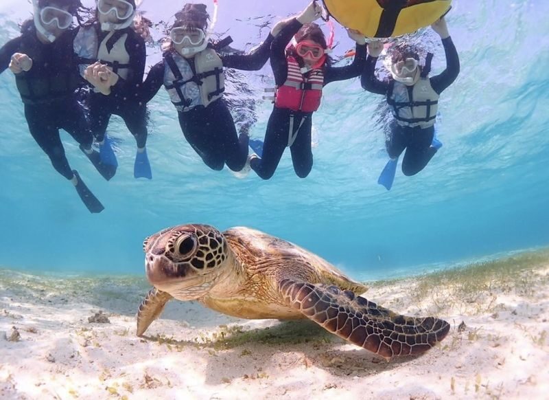 Miyakojima "100% Encounter Rate Continues" [Private Sea Turtle Snorkeling] | Beginners OK, Free Photo Data, Same-Day Booking Available, Pick-up/Drop-off Consultation Available - Practical details before you book
