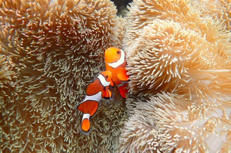 Miyakojima: Private Sea Turtle & Nemo Snorkeling w/Drone - What the price includes, and what it doesn’t