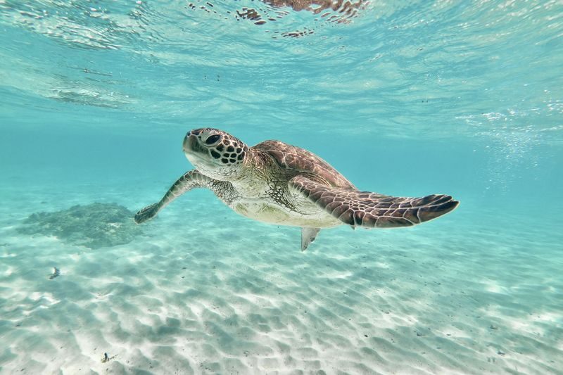 Miyakojima: Private Sea Turtle & Nemo Snorkeling w/Drone - Timing, meeting details, and weather