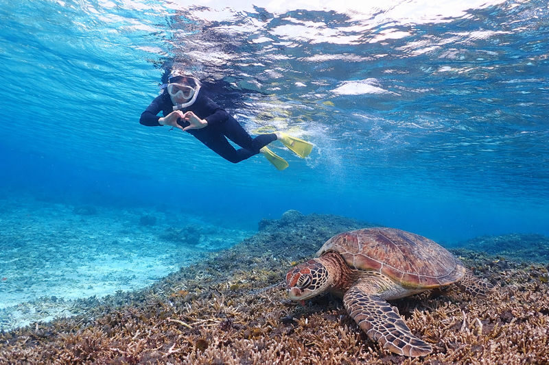 Miyakojima: Small-Group Sea Turtle & Nimo Snorkeling (English tour) - Shigira Beach, with sea turtles in the picture