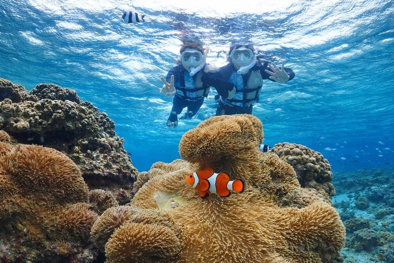 Miyakojima: Small-Group Sea Turtle & Nimo Snorkeling (English tour) - A patient guide makes the first minutes easier