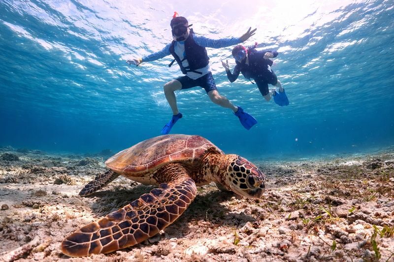 Miyakojima: Small-Group Sea Turtle & Nimo Snorkeling (English tour) - How the tour works for children and new snorkelers