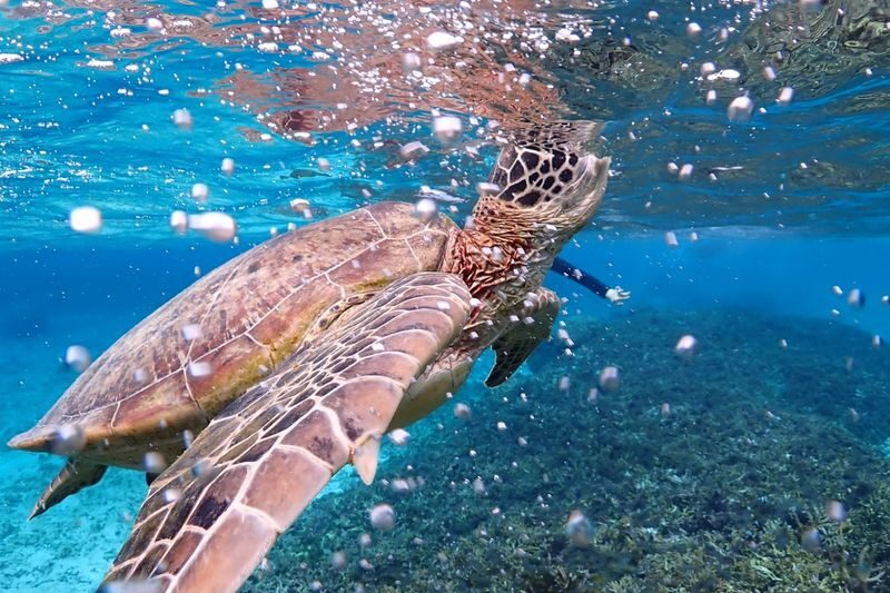 Miyakojima: Small-Group Sea Turtle & Nimo Snorkeling (English tour) - The price: good value if you use the included extras