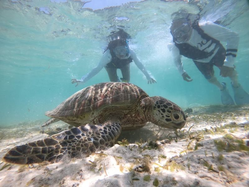 Miyakojima: Small-Group Sea Turtle & Nimo Snorkeling (English tour) - Conditions, safety, and the limits of the experience