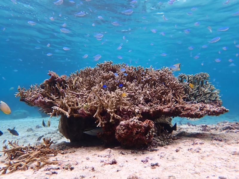 Miyakojima: Small-Group Sea Turtle & Nimo Snorkeling (English tour) - Who should book this Shigira Beach snorkel
