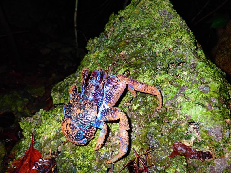 Miyakojima: Stargazing Experience & Jungle Night Tour - Wildlife, photos, and the guide’s role