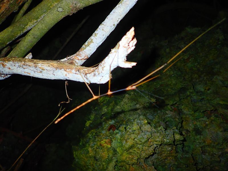 Miyakojima: Stargazing Experience & Jungle Night Tour - Pickup, meeting point, and a smoother start