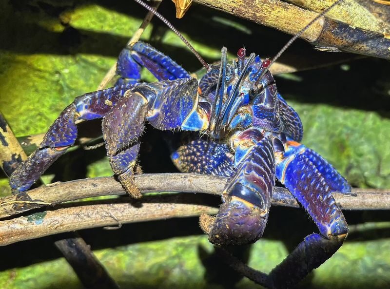 Miyakojima Subtropical Jungle & Stargazing Night Tour (Okinawa) - Stars depend on clouds, moonlight and timing