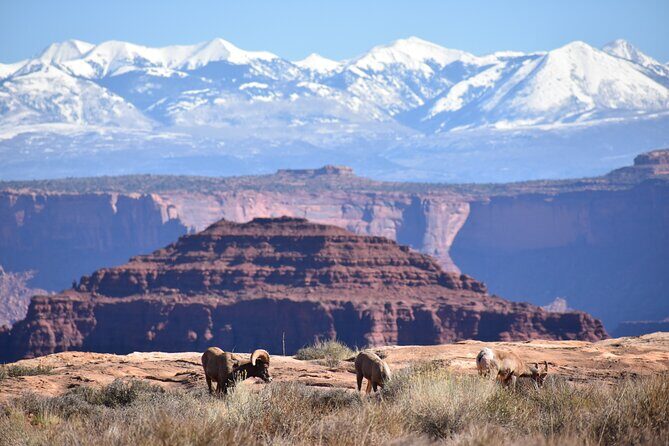 Moab Combo: Colorado River Rafting and Canyonlands 4X4 Tour - Rafting the Colorado River: Wildlife, Spires, and Rapids