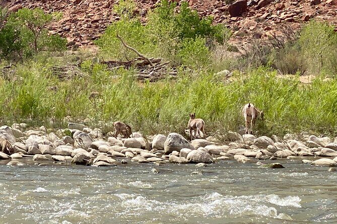 Moab Full-Day Guided Private Charter Colorado River Rafting - Logistics & Practical Tips