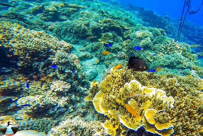 Moalboal Island Hopping (Pescador Island, Sardines and Turtles) - The Experience in Detail