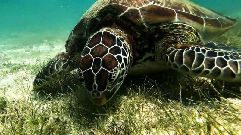 Moalboal: Pescador Island Hopping & Kawasan Canyoneering - In-Depth Review of the Moalboal Tour Experience